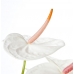 Bouquet d'Anthuriums