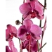 Phalaenopsis porpra