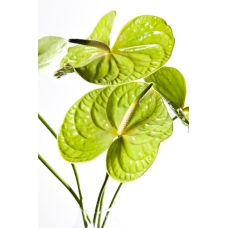 Bouquet d'Anthuriums